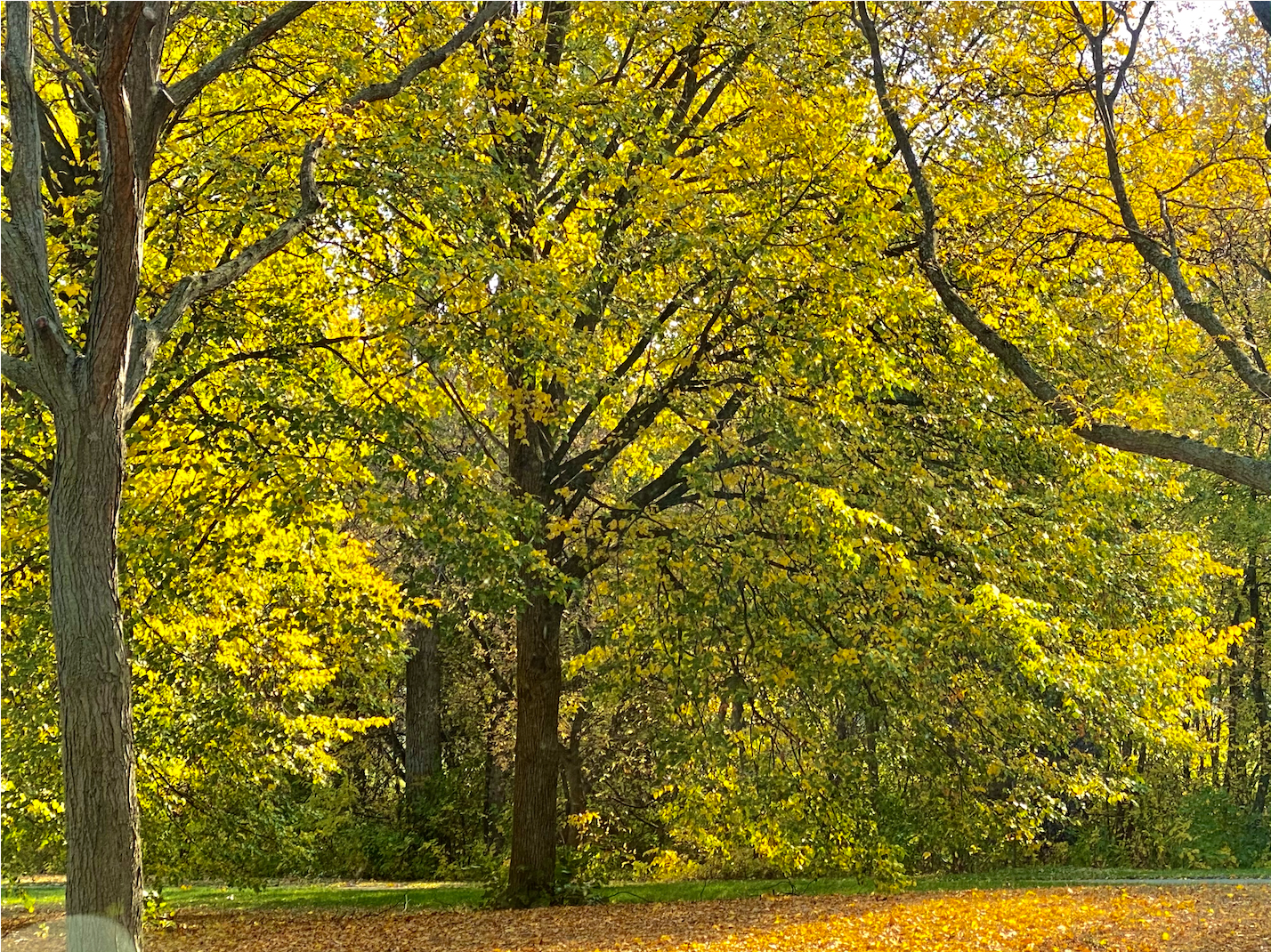 Autumn in Shingle Creek