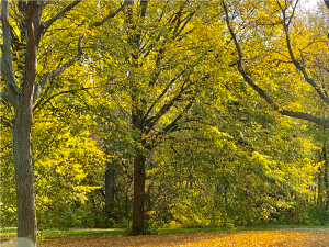Autumn in Shingle Creek