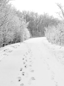 Winter in Shingle Creek